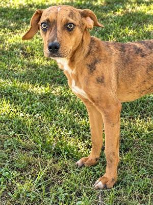 BENJI, Catahoula Leopard Hound, puppy, available for adoption