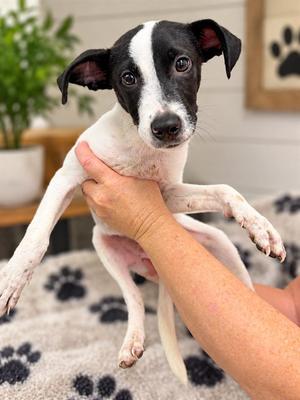 FREDDY, American Pit Bull Terrier, puppy, available for adoption