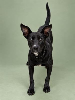 A black dog standing on a green background