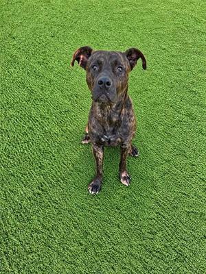 A brindle-colored dog sitting on green artificial grass, looking up at the camera with its ears perked up.