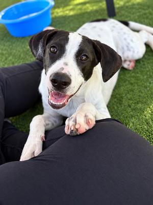 BRUNO, Labrador Retriever, puppy, available for adoption