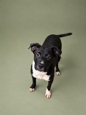 A black and white dog standing on a green background