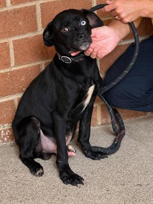 BUCK, Pit Bull Terrier Mix, young, available for adoption