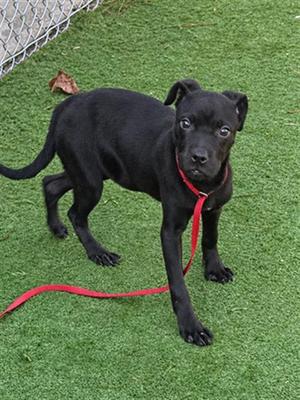 A black puppy with a red leash standing on artificial grass.