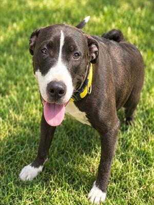 CHLOE, American Pit Bull Terrier, young, available for adoption