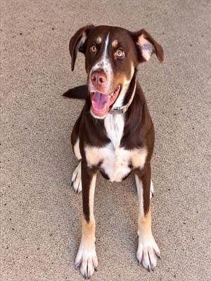 A brown and white dog with floppy ears and a happy expression, sitting on a concrete surface.