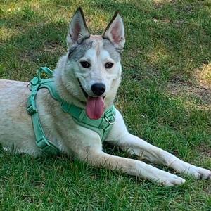 Clarke, Husky, adult, available for adoption