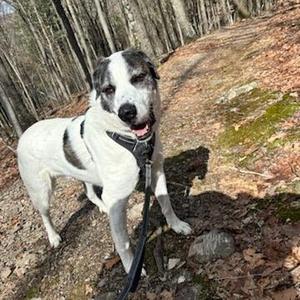 Zeus, Saint Bernard, adult, available for adoption