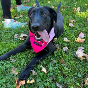 Jet, Retriever, Black Labrador, adult, available for adoption