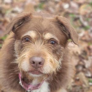 a brown dog