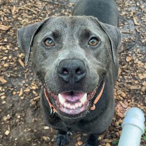 PupPup, Terrier, Pit Bull, adult, available for adoption