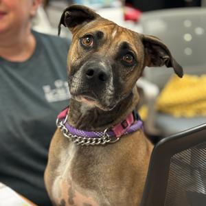 Dozer, Mountain Cur, adult, available for adoption