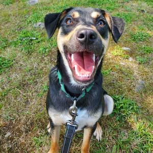 A happy dog with a black and tan coat, wearing a green collar and leash, sitting on grass with its mouth open in a joyful expression.