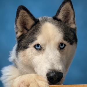 Buzz, Husky, adult, available for adoption