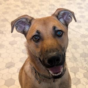 Jane, Shepherd, adult, available for adoption