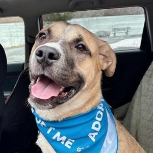 Dexter, Mixed Breed (Large), adult, available for adoption