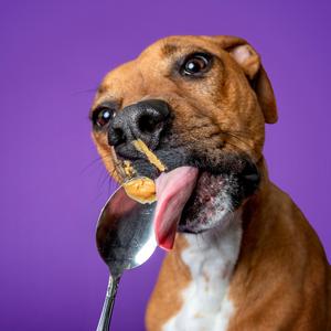 Butters, Mixed Breed (Medium), adult, available for adoption