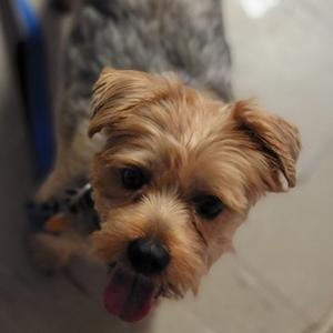 Gustav, Terrier, Yorkshire, Yorkie, adult, available for adoption