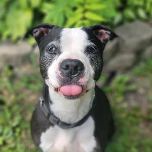 George, Terrier, Pit Bull, senior, available for adoption