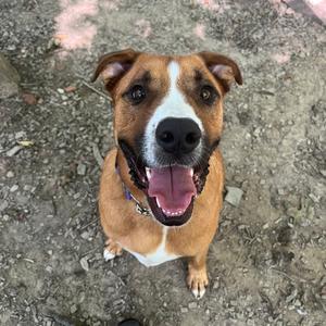 Blaze, Mixed Breed (Large), adult, available for adoption