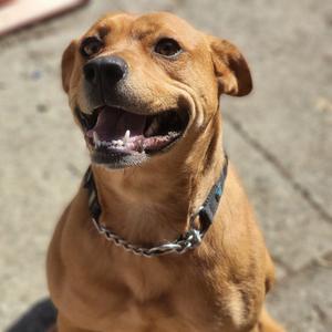 Chloe, Mixed Breed (Medium), adult, available for adoption