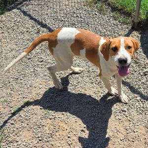 Letti, Hound, adult, available for adoption