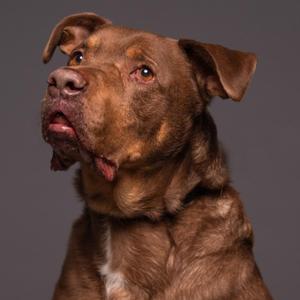 a brown dog