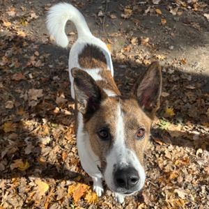Buster, Mixed Breed (Large), adult, available for adoption
