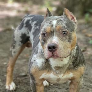 A pitbull with a brindle and white coat standing on a dirt path.