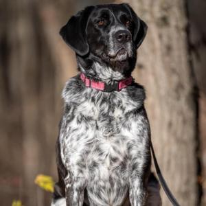 Terin, Spaniel, senior, available for adoption