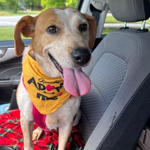 Matilda, Cattle Dog, Australian (Red Heeler), adult, available for adoption