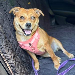 Boo, Terrier, adult, available for adoption