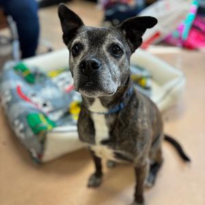 Maggie, Boxer, adult, available for adoption
