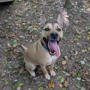 A brown dog with pointed ears and a pink tongue is sitting on the ground, surrounded by fallen leaves.