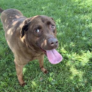 A brown dog with its tongue hanging out, standing in a grassy yard.