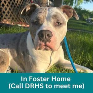 Moscato, Mixed Breed, adult, available for adoption