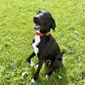 Elvis, Mixed Breed, young, available for adoption