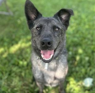 A black and gray dog with perked ears and a pink tongue, standing on a grassy field.