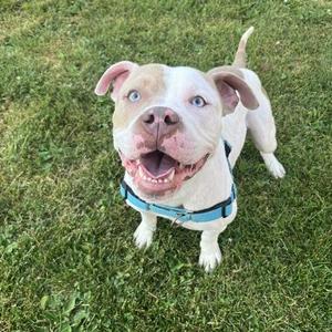 Morris, Mixed Breed, young, available for adoption