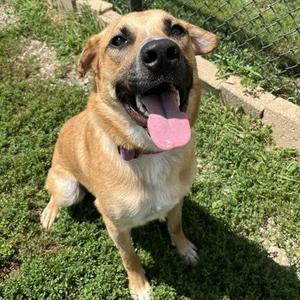 Gibbs, Mixed Breed, young, available for adoption