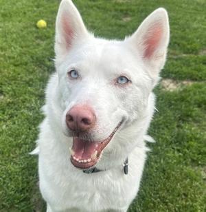 Alaska, Mixed Breed / Husky, adult, available for adoption