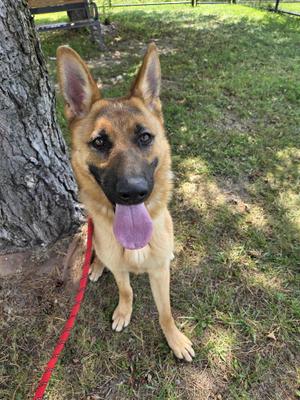 A German Shepherd dog with a purple tongue sticking out, standing on grass next to a tree with a red leash attached.