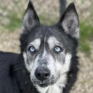 A close-up photo of a husky dog with striking blue eyes and a grey and black coat.