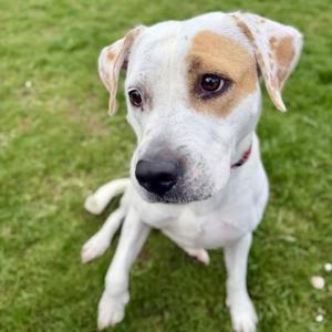 Star, Mixed Breed, adult, available for adoption