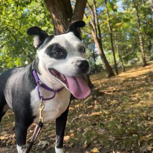 Blanche, Terrier, Boston, available for adoption