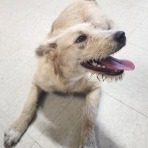 A light-colored dog with a happy expression, its tongue out, lying on a tiled floor.