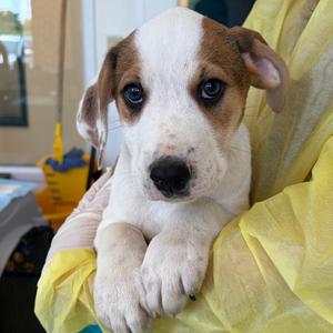 DeBakey, Catahoula Leopard Dog, puppy, available for adoption