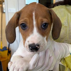 Mayo, Catahoula Leopard Dog, puppy, available for adoption