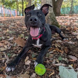 Meg, Terrier, American Pit Bull, young, available for adoption