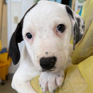 Doyen, Catahoula Leopard Dog, puppy, available for adoption